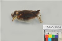 藏品(綠繡眼)的圖片